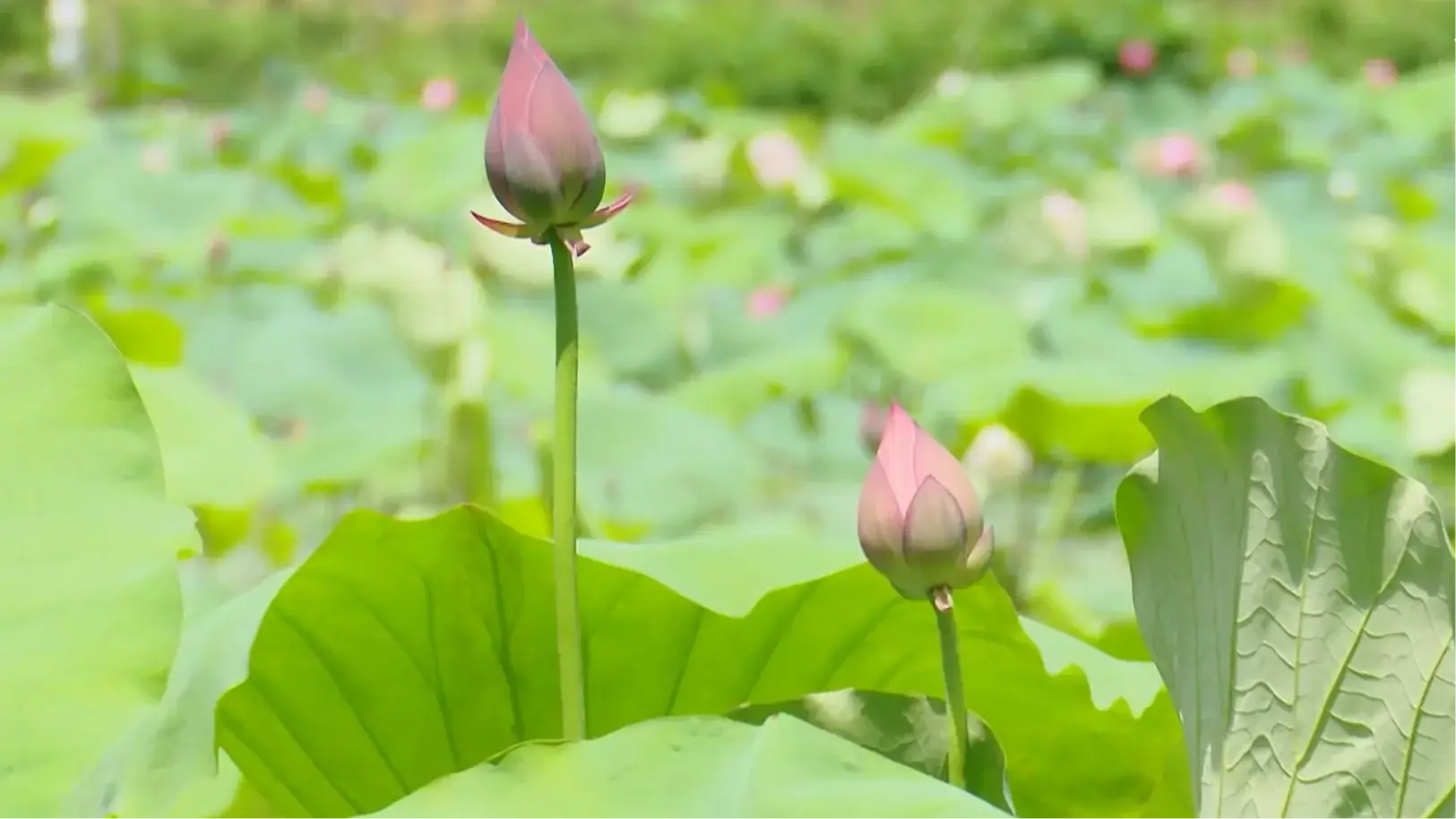 Nâng tầm giá trị cây sen ở Hà Nội | Nông nghiệp nông thôn | 31/07/2025